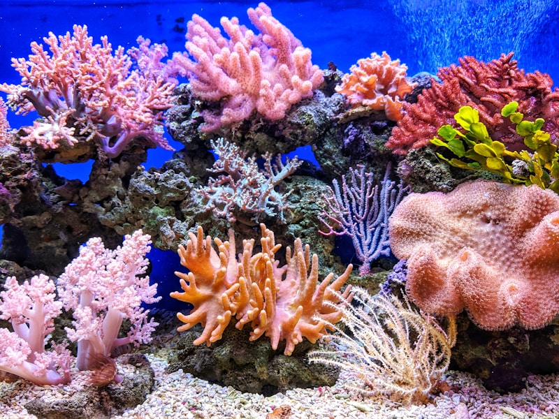 Colorful Coral Garden